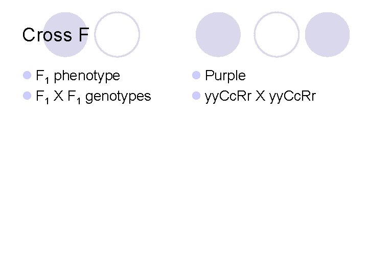 Cross F l F 1 phenotype l F 1 X F 1 genotypes l
