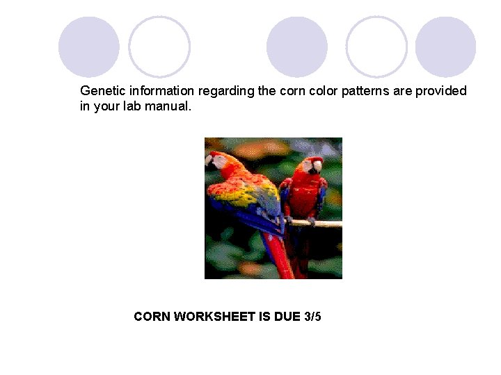 Genetic information regarding the corn color patterns are provided in your lab manual. CORN