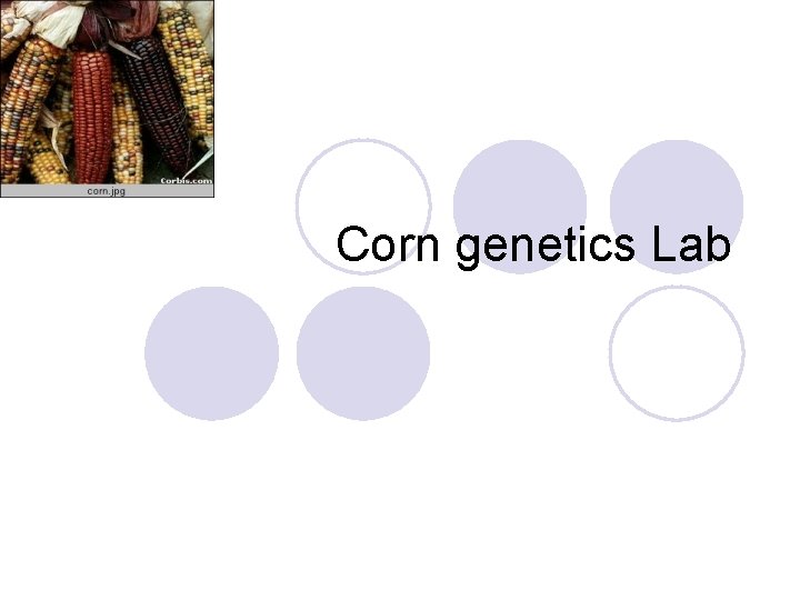 Corn genetics Lab 
