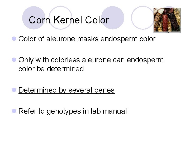 Corn Kernel Color of aleurone masks endosperm color l Only with colorless aleurone can