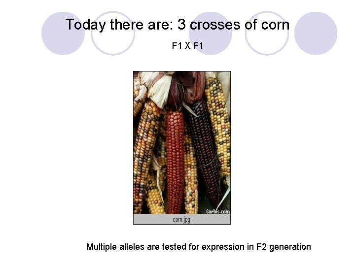 Today there are: 3 crosses of corn F 1 X F 1 Multiple alleles