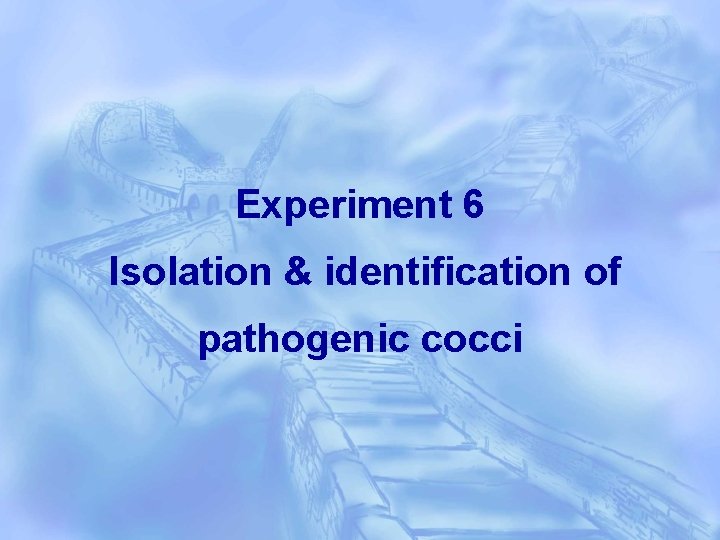 Experiment 6 Isolation & identification of pathogenic cocci 