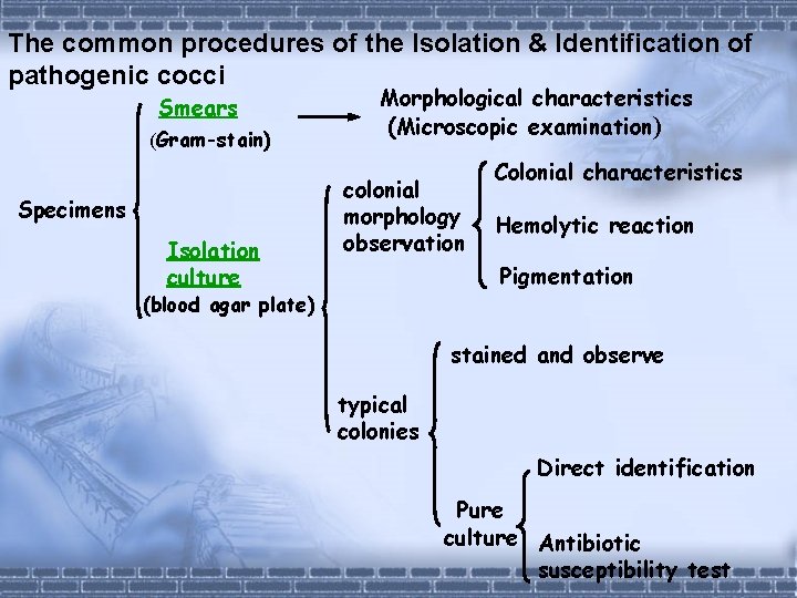 The common procedures of the Isolation & Identification of pathogenic cocci Smears (Gram-stain) Specimens