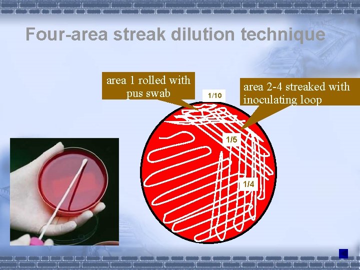 Four-area streak dilution technique area 1 rolled with pus swab area 2 -4 streaked Four-area streak dilution technique area 1 rolled with pus swab area 2 -4 streaked