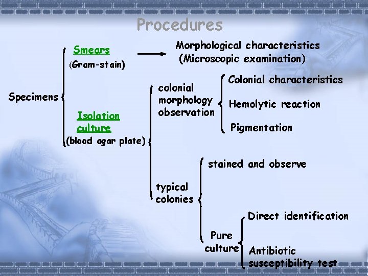 Procedures Smears (Gram-stain) Specimens Isolation culture Morphological characteristics (Microscopic examination) colonial morphology observation Colonial