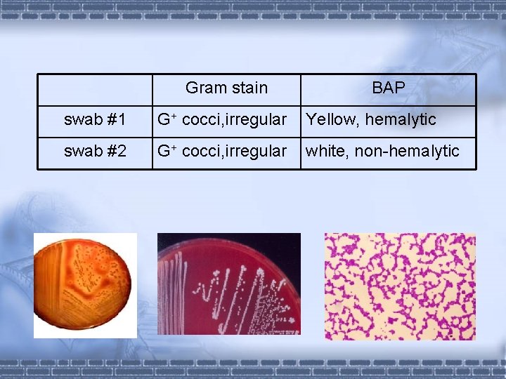 Gram stain BAP swab #1 G+ cocci, irregular Yellow, hemalytic swab #2 G+ cocci, Gram stain BAP swab #1 G+ cocci, irregular Yellow, hemalytic swab #2 G+ cocci,