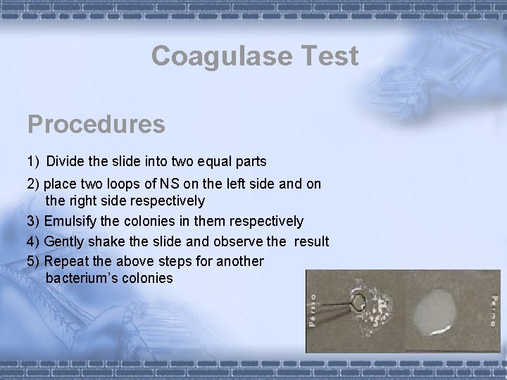 Coagulase Test Procedures 1) Divide the slide into two equal parts 2) place two