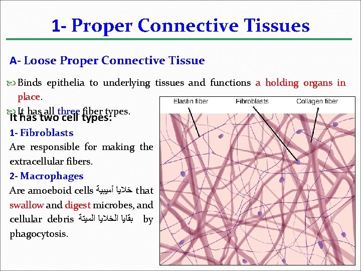1 - Proper Connective Tissues A- Loose Proper Connective Tissue Binds epithelia to underlying