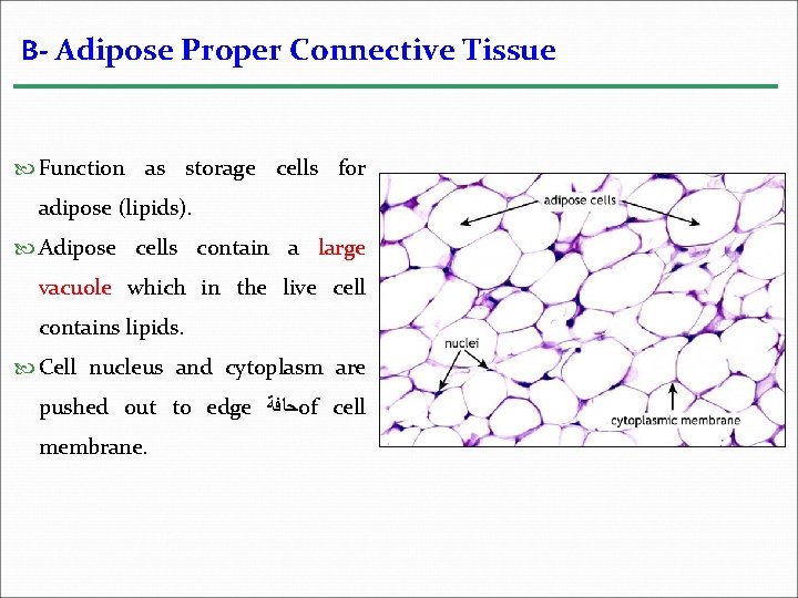 B- Adipose Proper Connective Tissue Function as storage cells for adipose (lipids). Adipose cells