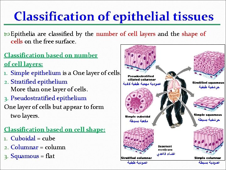 Classification of epithelial tissues Epithelia are classified by the number of cell layers and