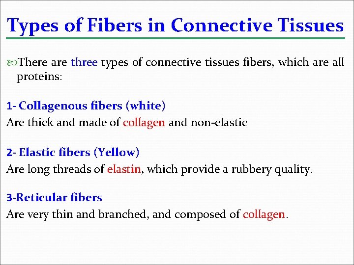 Types of Fibers in Connective Tissues There are three types of connective tissues fibers,