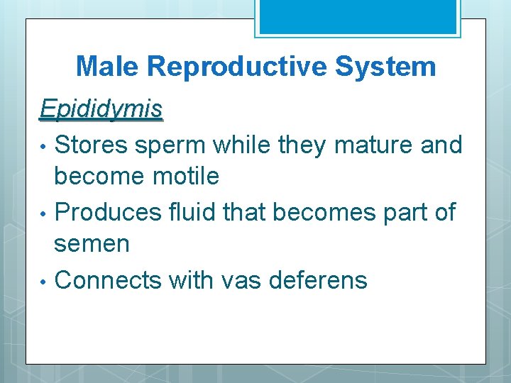 Male Reproductive System Epididymis • Stores sperm while they mature and become motile •