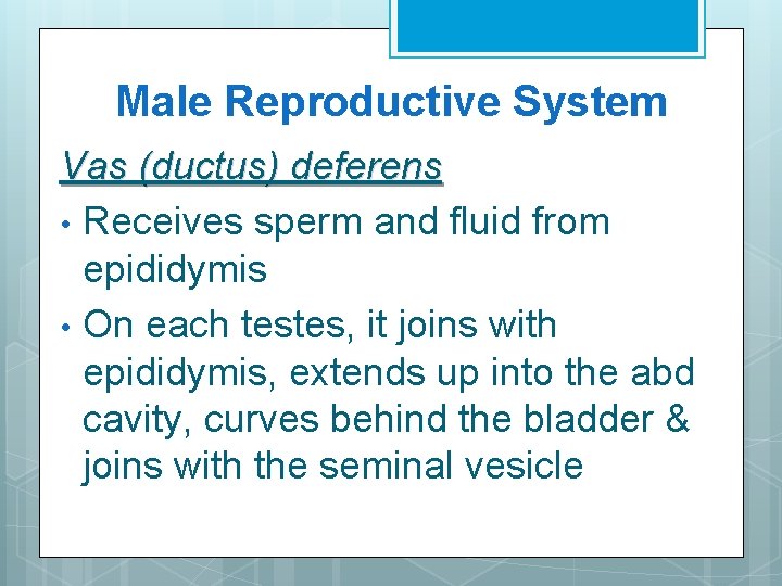 Male Reproductive System Vas (ductus) deferens • Receives sperm and fluid from epididymis •