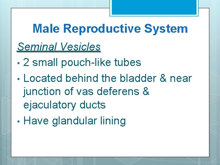 Male Reproductive System Seminal Vesicles • 2 small pouch-like tubes • Located behind the