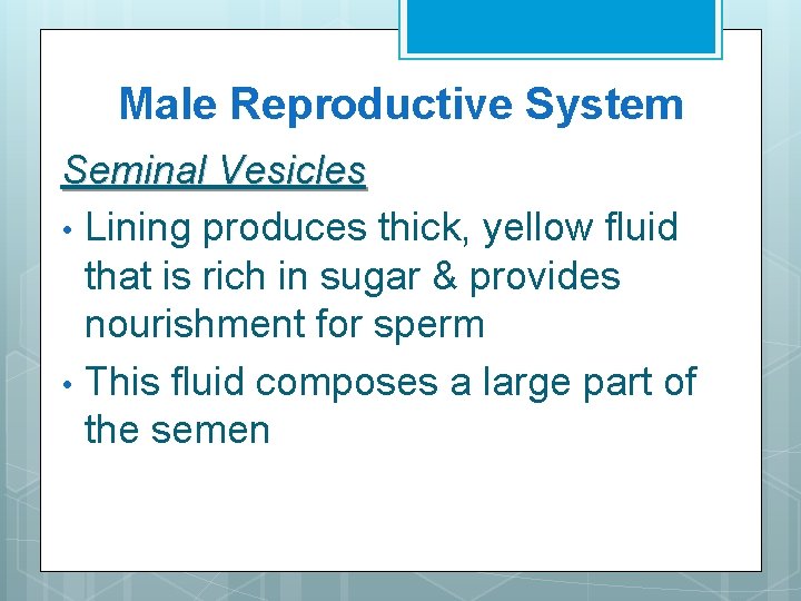 Male Reproductive System Seminal Vesicles • Lining produces thick, yellow fluid that is rich