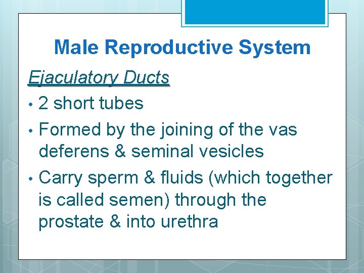 Male Reproductive System Ejaculatory Ducts • 2 short tubes • Formed by the joining