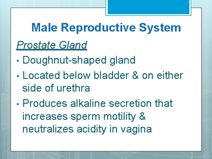 Male Reproductive System Prostate Gland • Doughnut-shaped gland • Located below bladder & on