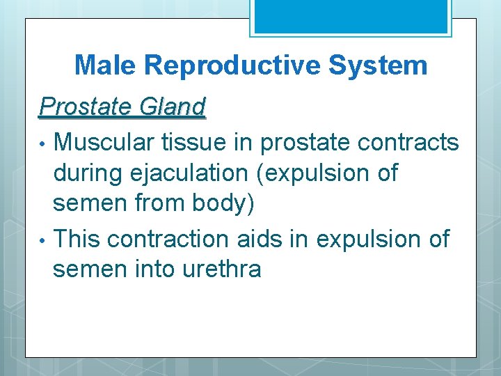Male Reproductive System Prostate Gland • Muscular tissue in prostate contracts during ejaculation (expulsion