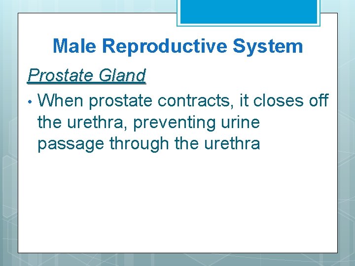 Male Reproductive System Prostate Gland • When prostate contracts, it closes off the urethra,