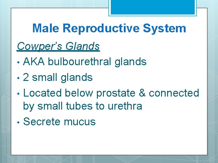 Male Reproductive System Cowper’s Glands • AKA bulbourethral glands • 2 small glands •