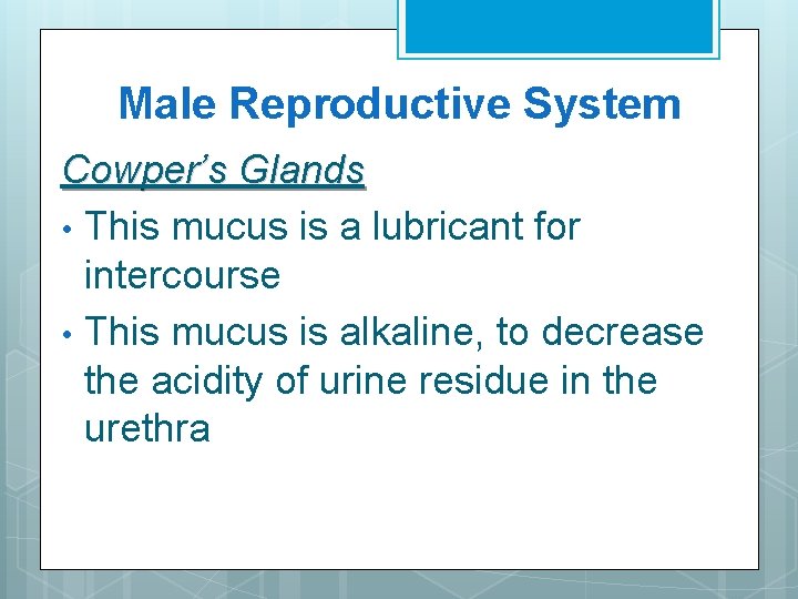 Male Reproductive System Cowper’s Glands • This mucus is a lubricant for intercourse •