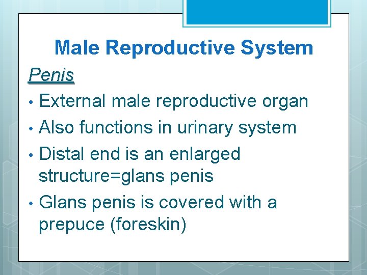 Male Reproductive System Penis • External male reproductive organ • Also functions in urinary