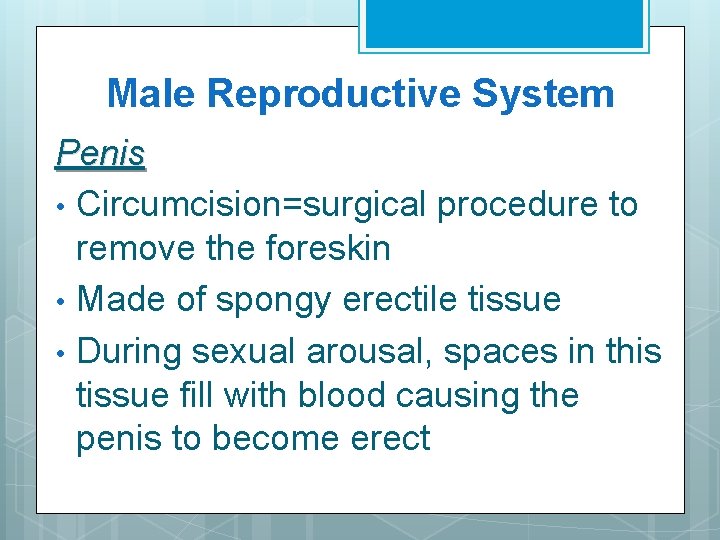 Male Reproductive System Penis • Circumcision=surgical procedure to remove the foreskin • Made of