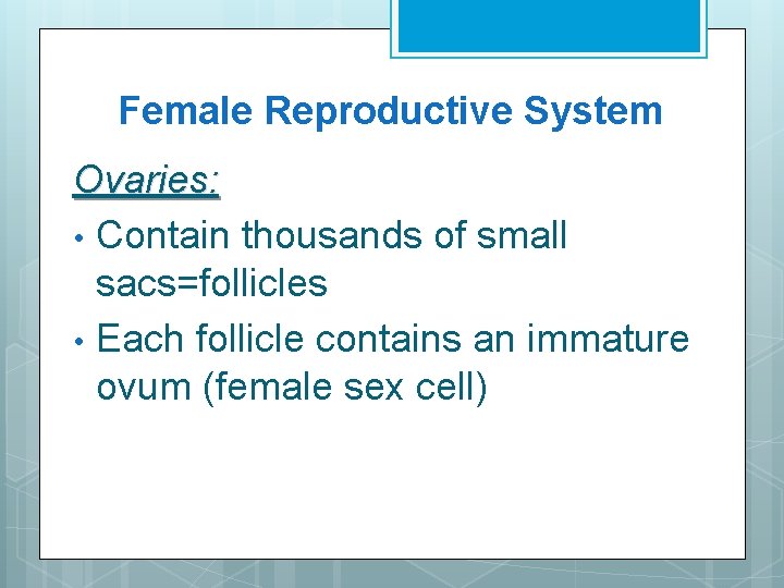 Female Reproductive System Ovaries: • Contain thousands of small sacs=follicles • Each follicle contains