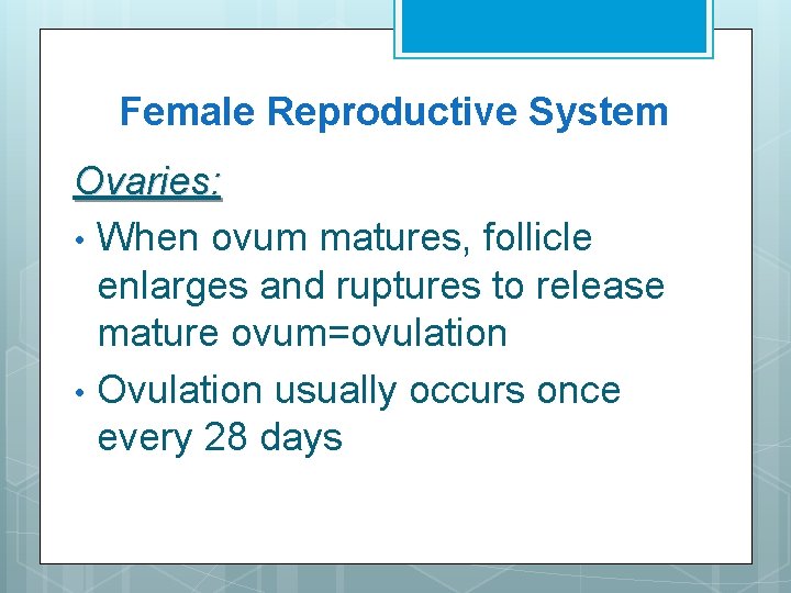 Female Reproductive System Ovaries: • When ovum matures, follicle enlarges and ruptures to release