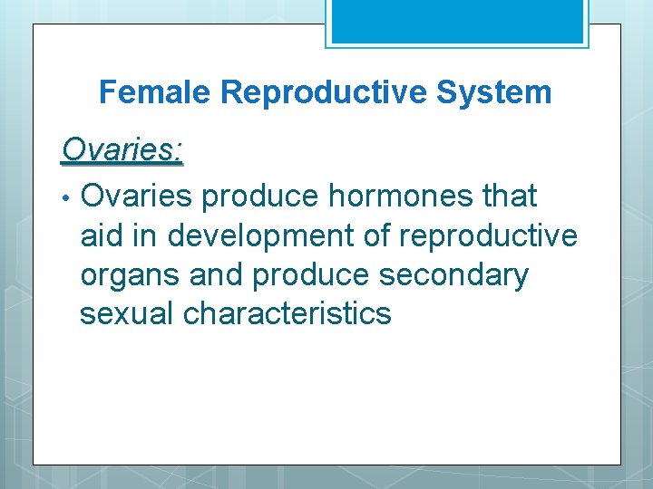 Female Reproductive System Ovaries: • Ovaries produce hormones that aid in development of reproductive