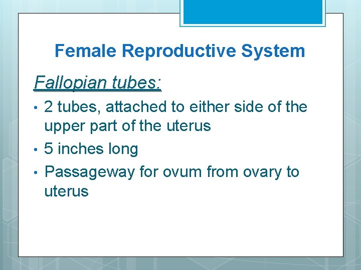 Female Reproductive System Fallopian tubes: • • • 2 tubes, attached to either side