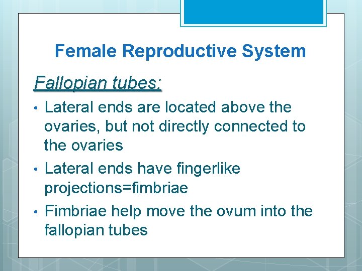 Female Reproductive System Fallopian tubes: • • • Lateral ends are located above the