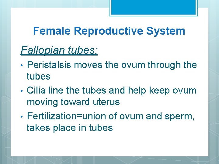 Female Reproductive System Fallopian tubes: • • • Peristalsis moves the ovum through the