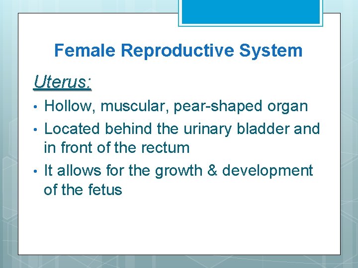 Female Reproductive System Uterus: • • • Hollow, muscular, pear-shaped organ Located behind the