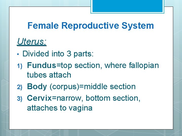 Female Reproductive System Uterus: Divided into 3 parts: 1) Fundus=top section, where fallopian tubes