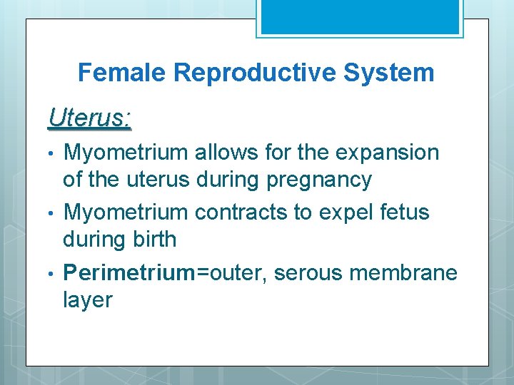 Female Reproductive System Uterus: • • • Myometrium allows for the expansion of the