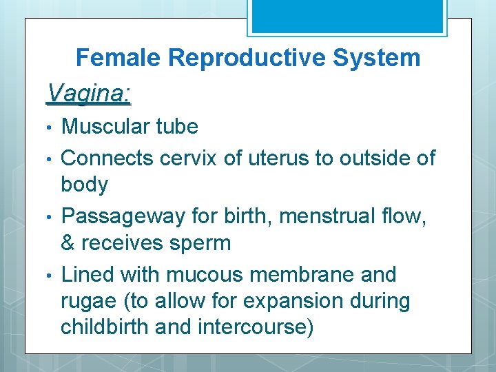 Female Reproductive System Vagina: • • Muscular tube Connects cervix of uterus to outside