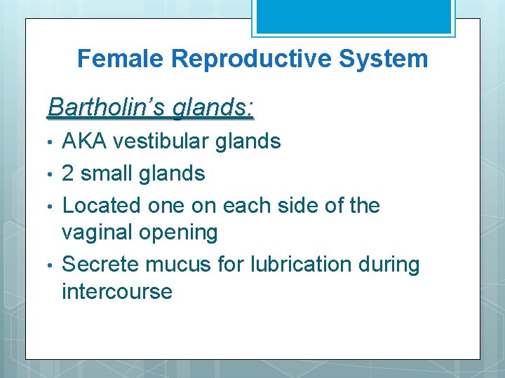 Female Reproductive System Bartholin’s glands: • • AKA vestibular glands 2 small glands Located