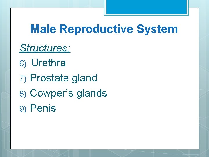 Male Reproductive System Structures: 6) Urethra 7) Prostate gland 8) Cowper’s glands 9) Penis