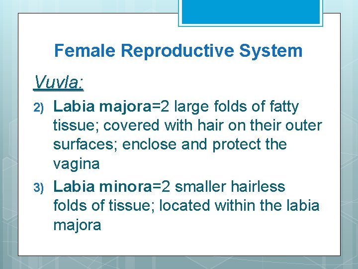 Female Reproductive System Vuvla: 2) 3) Labia majora=2 large folds of fatty tissue; covered