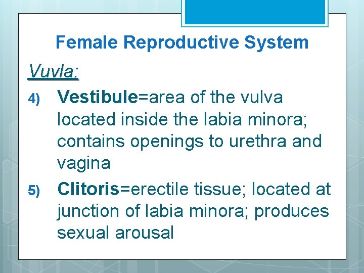 Female Reproductive System Vuvla: 4) Vestibule=area of the vulva located inside the labia minora;