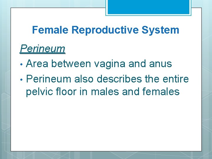 Female Reproductive System Perineum • Area between vagina and anus • Perineum also describes