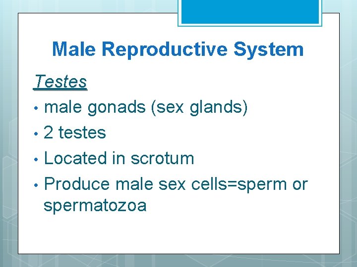 Male Reproductive System Testes • male gonads (sex glands) • 2 testes • Located