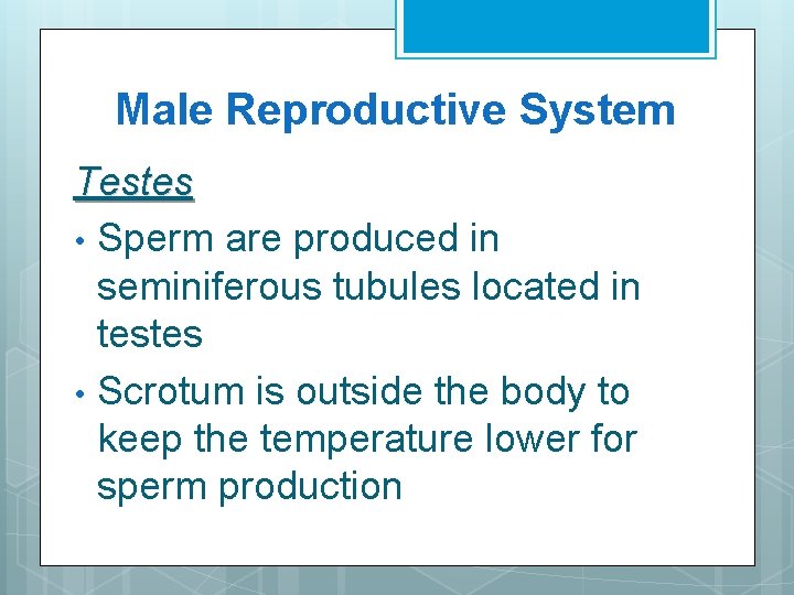Male Reproductive System Testes • Sperm are produced in seminiferous tubules located in testes