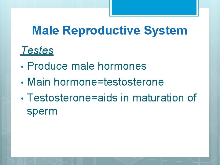 Male Reproductive System Testes • Produce male hormones • Main hormone=testosterone • Testosterone=aids in