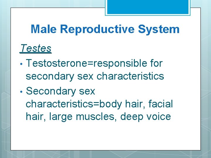 Male Reproductive System Testes • Testosterone=responsible for secondary sex characteristics • Secondary sex characteristics=body