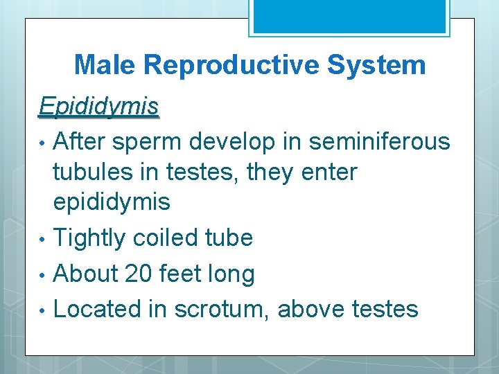 Male Reproductive System Epididymis • After sperm develop in seminiferous tubules in testes, they