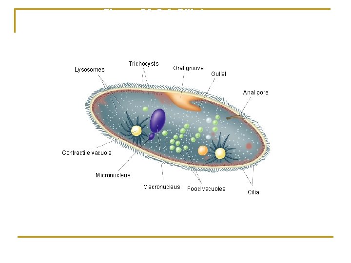 Figure 20 -5 A Ciliate Section 20 -2 Lysosomes Trichocysts Oral groove Gullet Anal