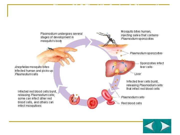 Figure 20 -7 The Life Cycle of Plasmodium Section 20 -2 Plasmodium undergoes several