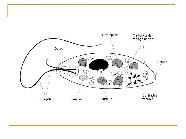 Euglena Section 20 -3 Chloroplast Carbohydrate storage bodies Gullet Pellicle Flagella Go to Section: